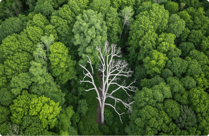 See the forest, then torch the riskiest trees Testimonial
