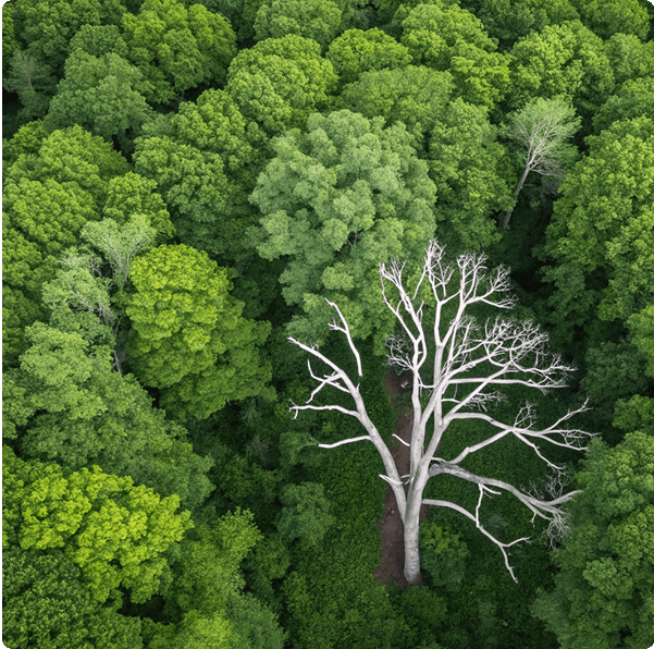 See the forest, then torch the riskiest trees Testimonial